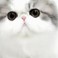 แมวน่ารัก Cat cute 🐈🥰💗❤️