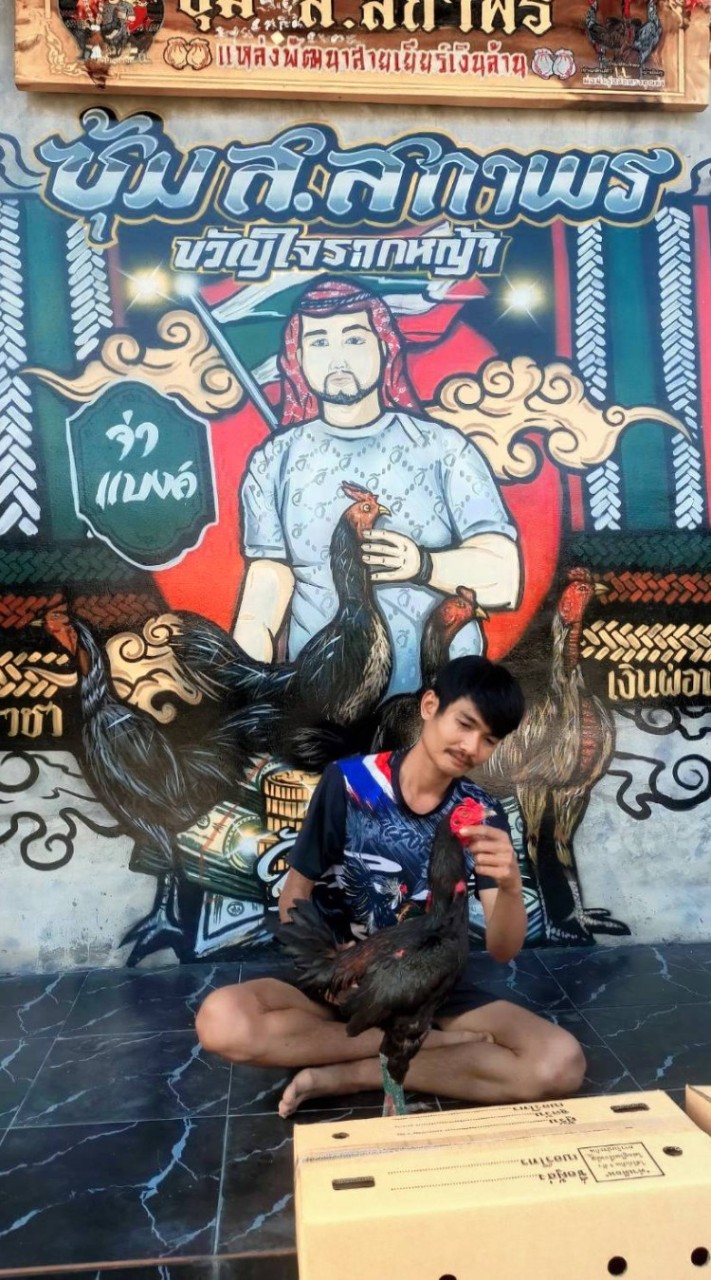 รวมดาว ไก่ชน ตีตาอาชีพ