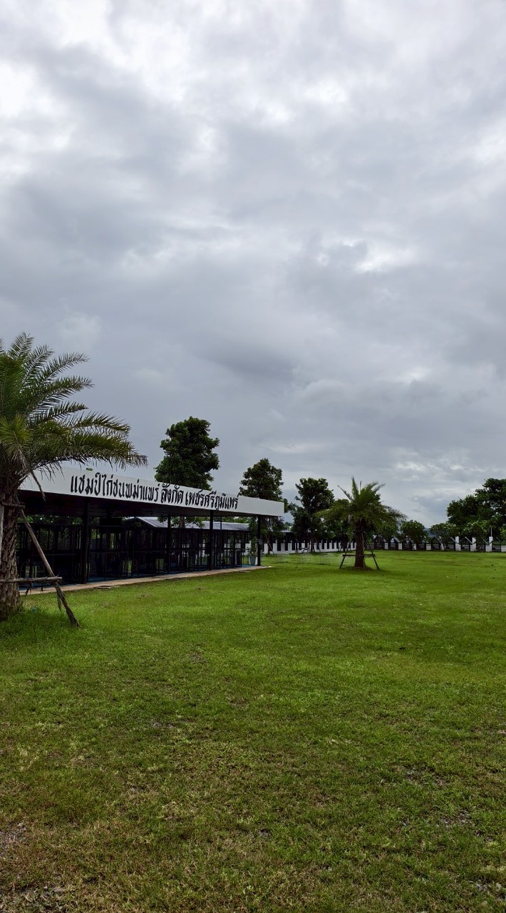 แชมป์ไก่ชนพม่าแพร่