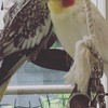 インコ愛好会