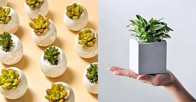 盆栽線上購物推薦這5家 多肉植物 文青界小有名氣 新手可從 2ustyle 開始 Bella儂儂 Line Today