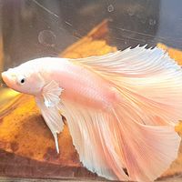 魚場小船
