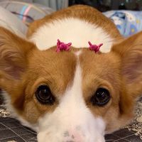 我們聊聊家裡面養的小動物吧、貓控、狗控