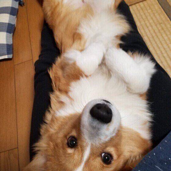 ウンチのあと 後ろ足で蹴り散らすのはなぜ 犬が見せる気になる5つの行動 いぬのきもちnews