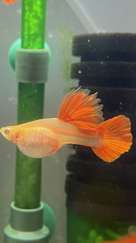 百萬魚俱樂部