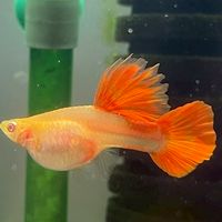 百萬魚俱樂部