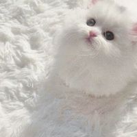 ตท.เติมเกม,ส่งสตก.byเหมยๆ