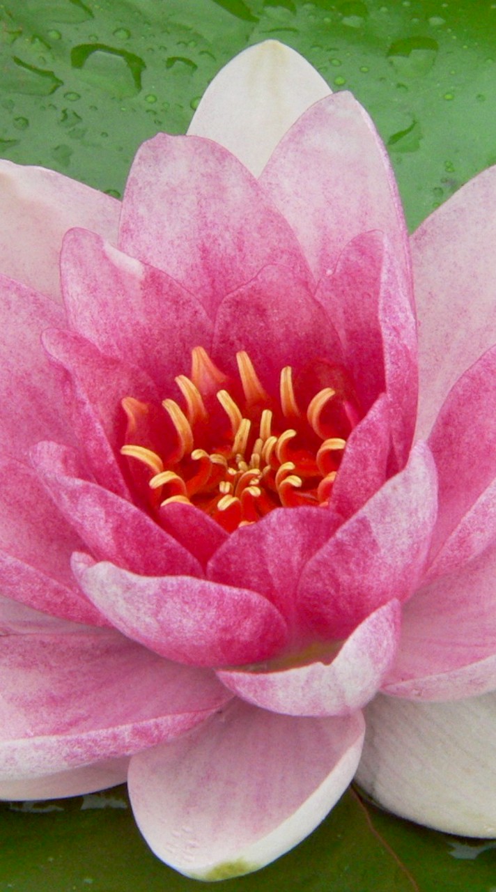 蓮花会