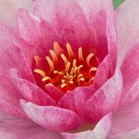 蓮花会