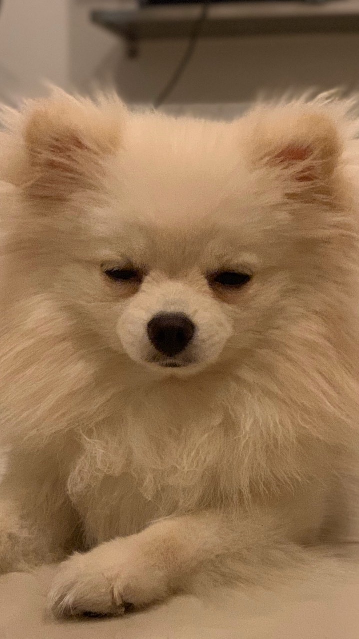 คนอวดหมา🐶