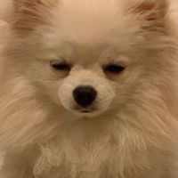 คนอวดหมา🐶
