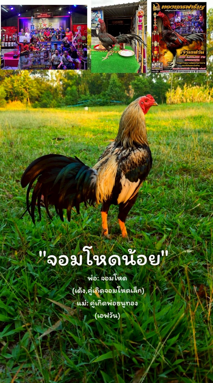 ซุ้ม ปาณิสราฟาร์ม บุรีรัมย์ ไก่ชนสายเลือดดี ราคารากหญ้า