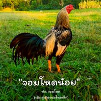 ซุ้ม ปาณิสราฟาร์ม บุรีรัมย์ ไก่ชนสายเลือดดี ราคารากหญ้า