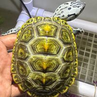 666 ₆⁶₆ ® 水族爬蟲競標群