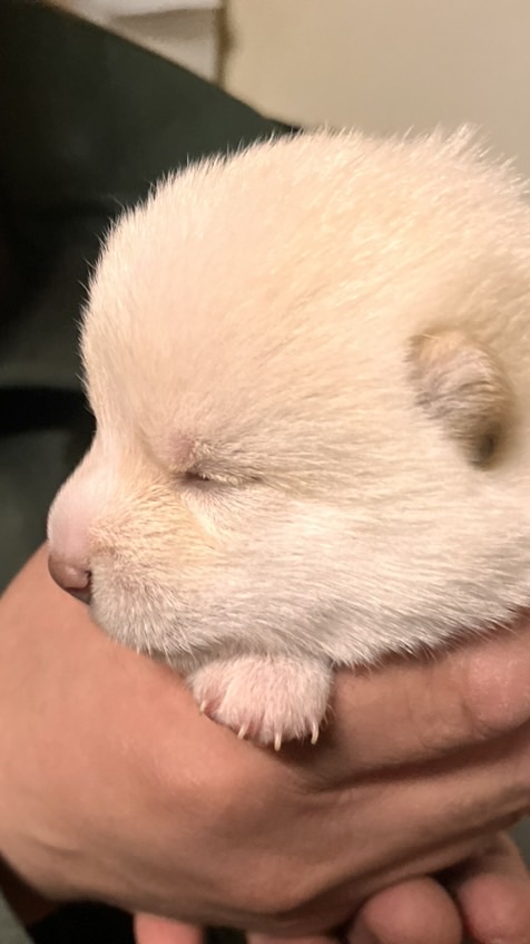 タンポポパピー