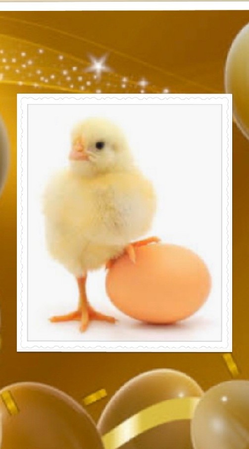บ้านแม่ไก่ สอนลูกไก่เรียนรู้