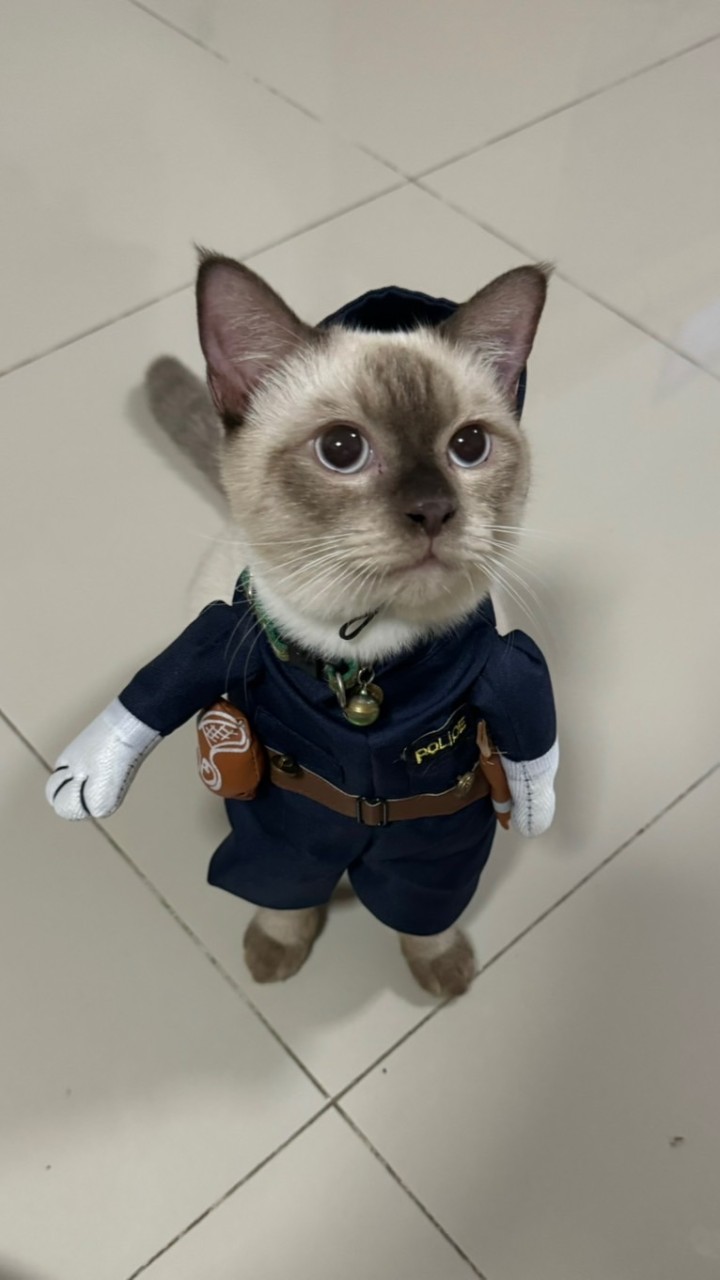 JinWu โค้ชแมว