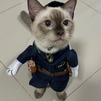 JinWu โค้ชแมว