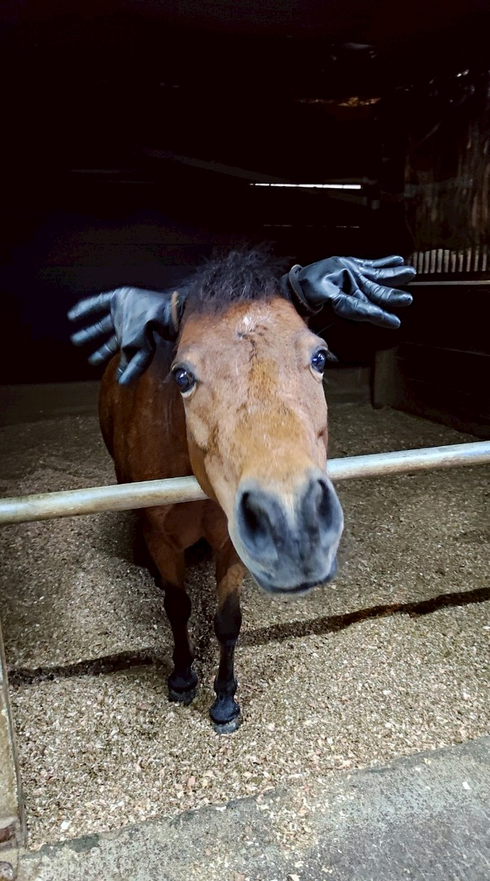 噶馬蘭-🐎💩客