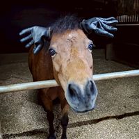 噶馬蘭-🐎💩客