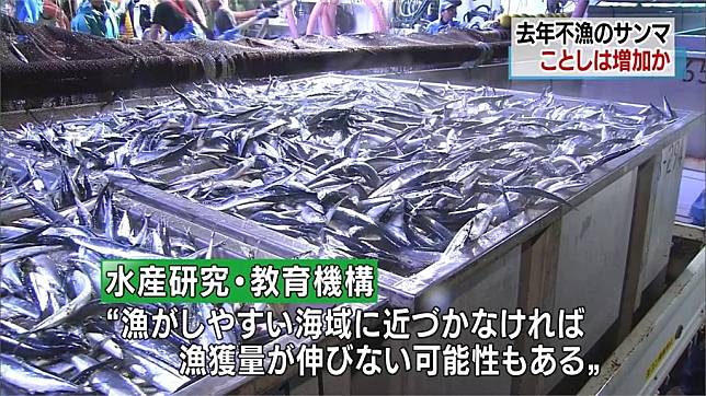 漁場內數量增加日本今年秋刀魚可望增多 民視新聞網 Line Today