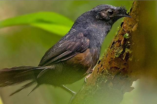 Burung Paling Langka Dengan Penampilan Yang Unik Berhasil Ditemukan