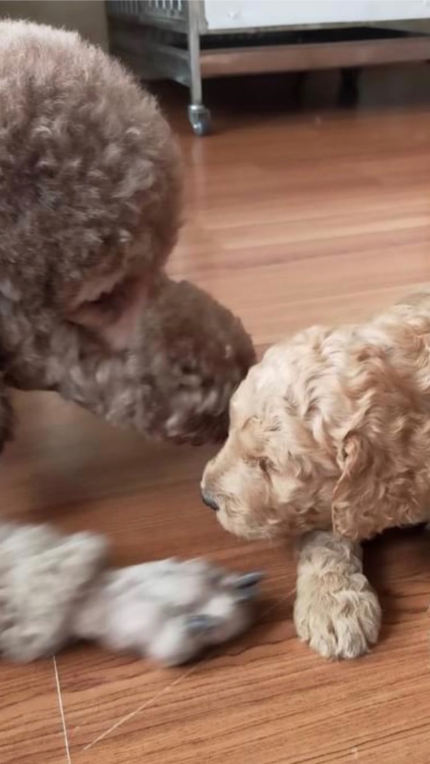 標準（巨型）貴賓STANDARD POODLE - OPEN蔣家族🐩