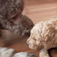 標準（巨型）貴賓STANDARD POODLE - OPEN蔣家族🐩