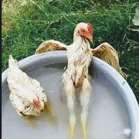 สนามไก่ชนทรัพย์สมบูรณ์