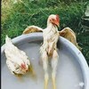 สนามไก่ชนทรัพย์สมบูรณ์