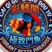 彩鰭閣極致鬥魚