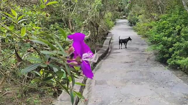 台南關子嶺 梅嶺 微解封落空 餐廳 飯店業苦不堪言 民視新聞網 Line Today
