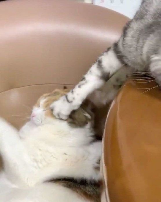 Twitterで話題の にゃんこルーレット に癒される人続出