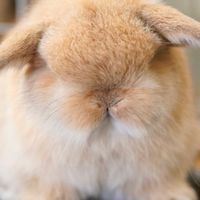 YOTSUBA四葉荷蘭垂耳兔兔舍