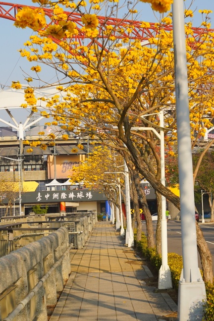 台中洲際路黃花風鈴木,崇德十九路黃花風鈴木,洲際棒球場黃花風鈴木