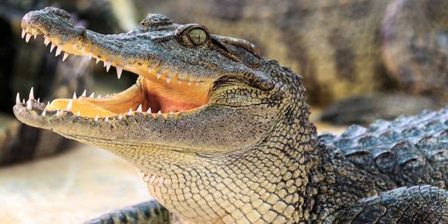 Pakai Tangan Kosong Gadis 11 Tahun Selamatkan Teman Dari