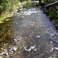 新鮎の友釣り