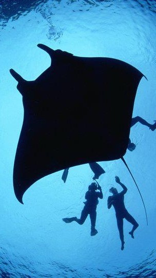 桃勤潛水社 TIAS Diving Club