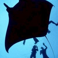 桃勤潛水社 TIAS Diving Club