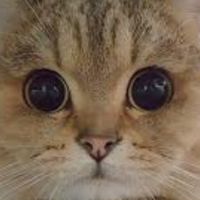 貓咪遊樂園