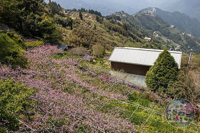 拉拉山民宿前坐看百萬雲瀑景　賞盡春天的花團錦簇