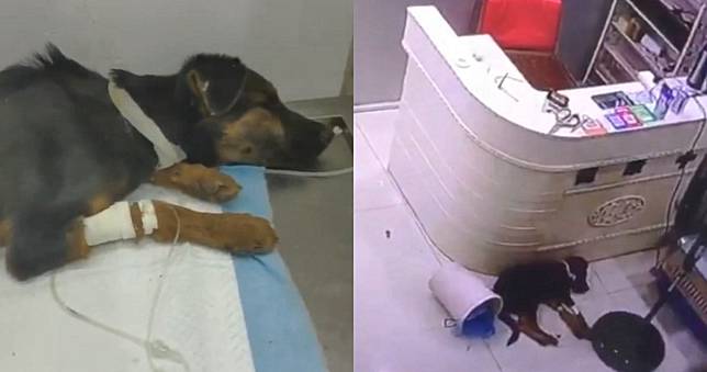 嫌醫療費太貴！惡主對病犬狂摔猛踹　逼問獸醫：死了還收錢嗎？