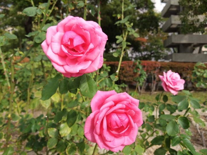 Samsung Galaxy A9 四鏡頭動手玩，從超廣角到長焦段都能拍