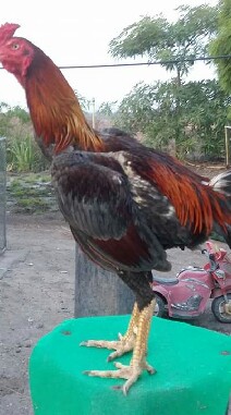 คนรักไก่ชน