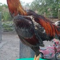 คนรักไก่ชน