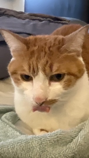 謝謝的謝