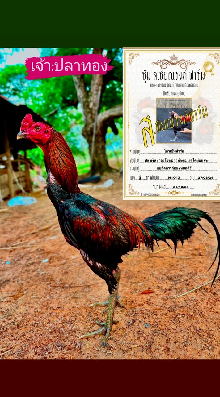 จักรพรรดิ ฟาร์ม
