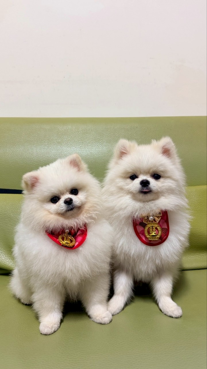 嘟妞の寵物選品小舖🎀