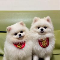 嘟妞の寵物選品小舖🎀