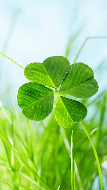 🌸40歳以上女性限定🌸精神疾患の方のお部屋